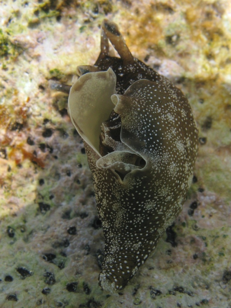 Aplysia punctata (Couvier, 1803)